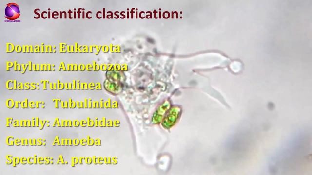 General characters and classification of Amoeba смотреть онлайн