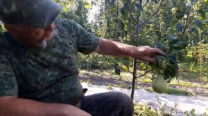 Груша Просто Мария и Талгарская красавица