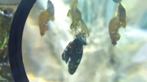 Невероятное рождение бабочки (Московский зоопарк)