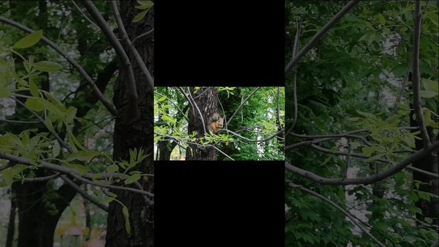 Белка местная вульгарис