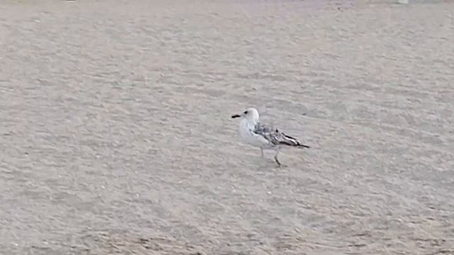 Морские чайки??️