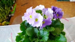 привоз 19.02.22 Беларусь г. Калинковичи. Сенецио, аглаонема Крит, пеперомия Россо, алоказии  и.т.д