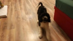 Собака ругается.