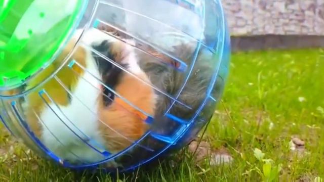 Стали СУПЕР ГЕРОЯМИ на 24 ЧАСА! Морская Свинка Бузя и Кузя Вера Челлендж в реальной жизни Тимофей!! смотреть онлайн