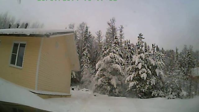 Валка гнилого дерева