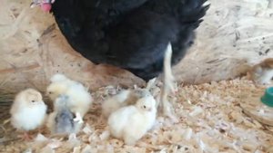 Цыплята отправляются к маме, а теперь переживаю справится ли курица с таким количеством цыпок.