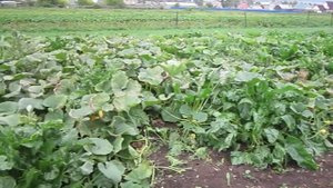 Копка картофеля самодельным мотоблоком и картофелекопалкой по размерам Юрия Сербина 2015 год.