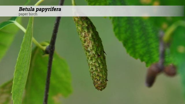paper birch (Betula papyrifera)