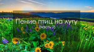 Пение птиц на лугу (часть 2)