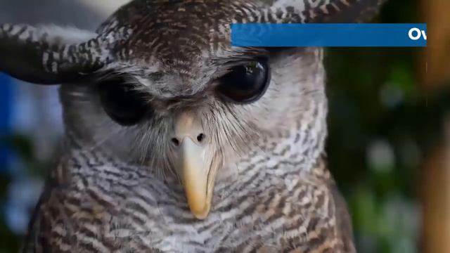 True owls || baby true owl || true owl fact || true owl family || true owl reproduction смотреть онлайн