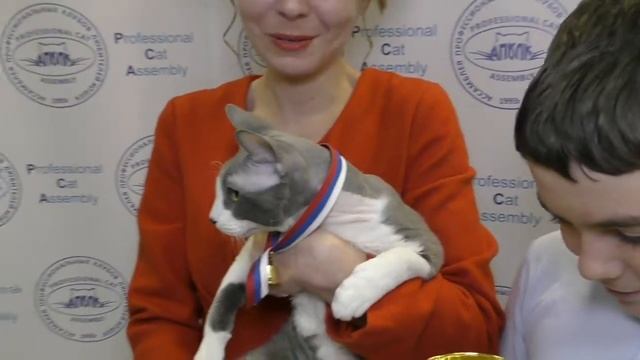 Отзывы участников 17-й выставки кошек on-line системы PCA смотреть онлайн