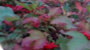 Красивые ягоды и листья калины в деревне Beautiful berries and viburnum leaves in the village 村里美丽的