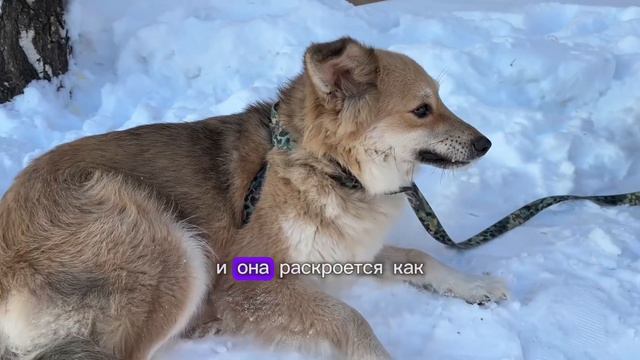Алиса ❤️ Собака из приюта, которая должна стать домашней любимицей. смотреть онлайн