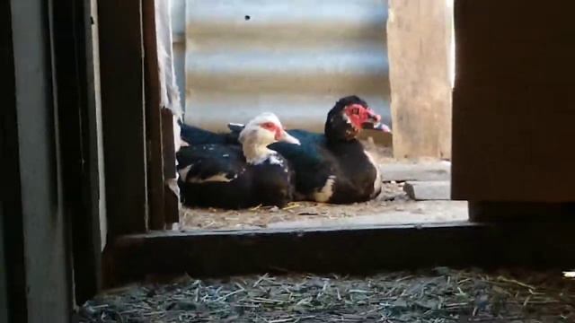 Как понять что индоутка села на яйца////Как поживают утята///утки/// смотреть онлайн