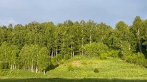 Лошади резвятся на лугу