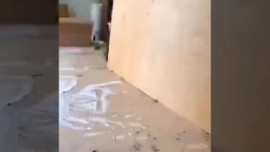 Как клеить стабилизированный мох?