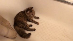 Водяная кошка Мина, обожает лежать в ванной и ждать водичку. Странный котёнок.