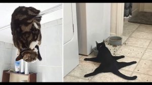 Стих "Кот идиот"