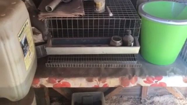 Куры на дачном участке! Легко и просто! смотреть онлайн