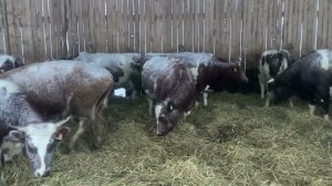 Что делать в снежный ураган