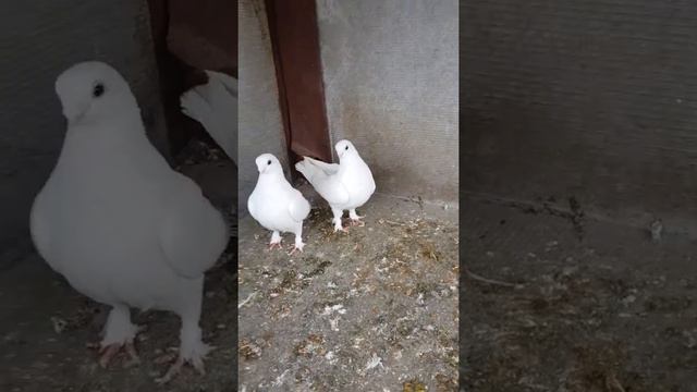 Голуби пары 2022 Белые Ташкены #Ташкены #молоносые #малоклювые #Голуби2022 смотреть онлайн