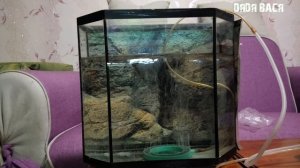 Распылитель воздуха для аквариума! Аэрация воды в аквариуме!