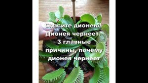 Спасите дионею! Дионея чернеет. 3 главные причины, почему дионея чернеет