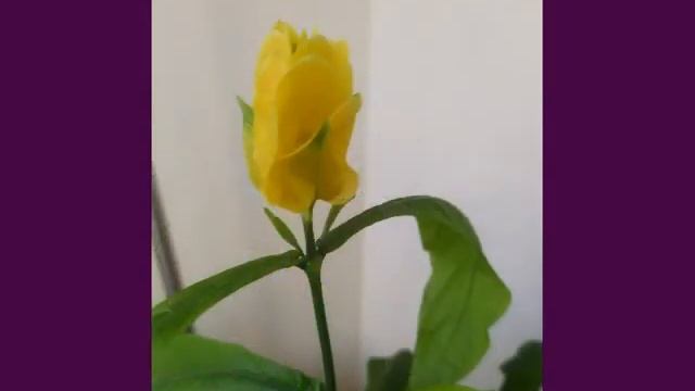 пахистахис цветет на лоджии смотреть онлайн