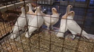 Ярмарка-Выставка голубей в Москве ЦСКА 20.01.2024 г.