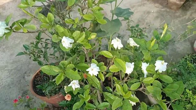 Gandh Ka Raja Gandharaj  Hybrid Gardenia  Gardenia Jasminoides