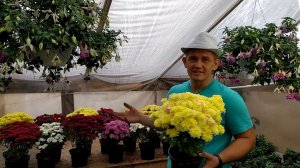 Хризонтема мультифлора. Сохраняем хризнтему мультифлору зимой.
