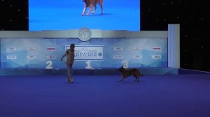 Танцы с собаками "Евразия - 2017".