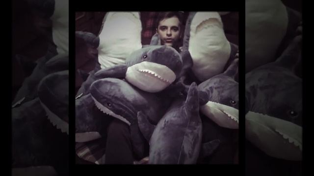 Акулы из Икеи Блохэй Купить в Москве и рф смотреть онлайн