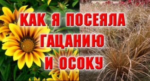СЕЮ ГАЦАНИЮ И ОСОКУ.mp4