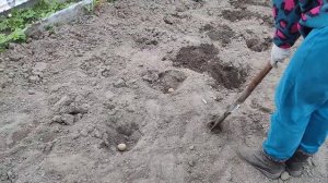 Как сажать картошку