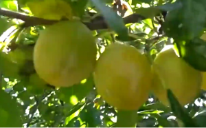 Посадка ЖЁЛТОЙ СЛИВЫ косточками! Урожай.