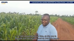 2020 - Lancement de MASTROP : Variétés de maïs MAS Seeds Côte d'Ivoire