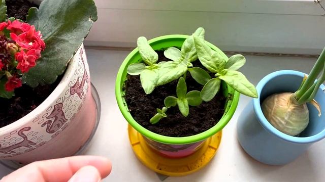 ПОДСОЛНУХ ИЗ ТРОЛЛЕЙ ! Набор Вырасти меня ! Тролли Мировой тур