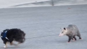 opossum vs dog