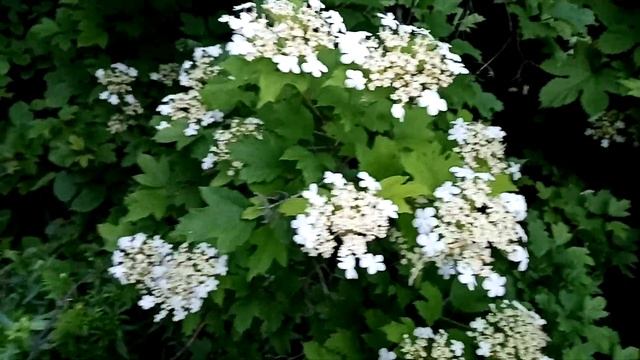 Цветы и лист калины. Лечим сердце и желудок.