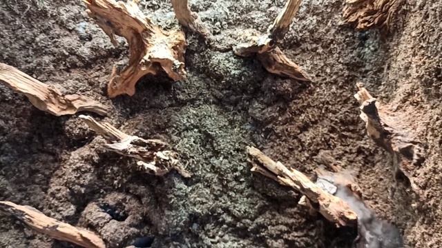 Подмосковные тропики. Запуск палюдариума 120*120*50 см! смотреть онлайн