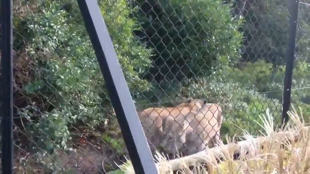 Львица смотреть онлайн