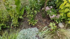 ОБЗОР САДА прогулка по саду 30 сентября ! САМАЯ КРУТАЯ ПАЛЬМА ТЕПЕРЬ В САДУ