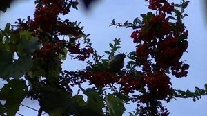 Пираканта и воробьи. Кто ест пираканту? Ягоды пираканты.