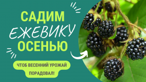 КАК ПОСАДИТЬ ЕЖЕВИКУ ОСЕНЬЮ, ЧТОБ ВЕСНОЙ ВЕТВИ ЛОМИЛИСЬ ОТ УРОЖАЯ