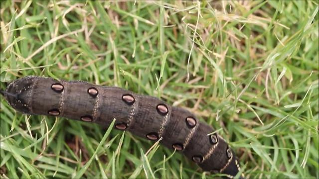 Гусеница! бражника Theretra oldenlandiae (на превью - ожидаемый от гусеницы результат). смотреть онлайн