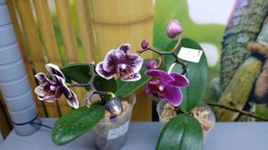 Сравнение двух вариантов цветения Phal. Miki Black Angel '364 (Орхидеи Обнинск)