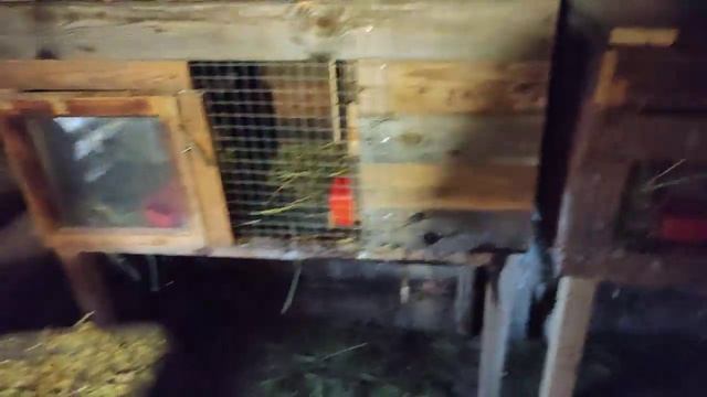 Маточник перед родами у крольчихи. Скоро около. смотреть онлайн