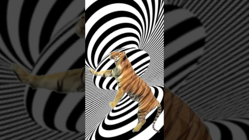 Тигр-анимация  гиф  графика .Tiger animation GIF graphics