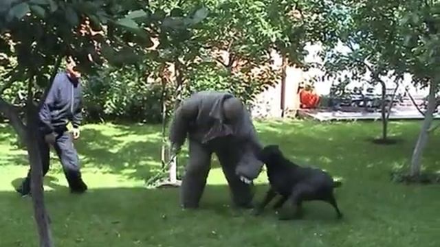 Собака для охраны ЗКС бурбуль овчарка малинуа корсо